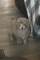 Coco , a female Poodle - Miniature  for sale in Buhl, MN – 1 of 3