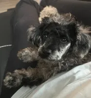 Stella, a female Poodle - Miniature  for sale in Buhl, MN – 2 of 3