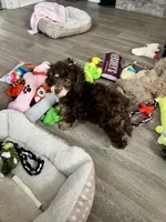 Vuitton, a male Poodle - Miniature  for sale in Buhl, MN – 2 of 2