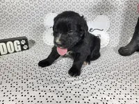 Woody, a male Golden Mountain Dog for sale in Colorado Springs, CO – 10 of 10
