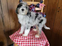 Mini Louise, a female Miniature Bernedoodle for sale in Colorado Springs, CO – 10 of 10