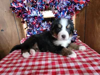Helen, a female Bernese Mountain Dog for sale in Colorado Springs, CO – 8 of 10