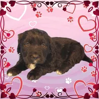 Puss in Boots, a male Golden Mountain Dog for sale in Colorado Springs, CO – Photo 7 of 10