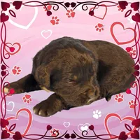 Puss in Boots, a male Golden Mountain Dog for sale in Colorado Springs, CO – Photo 6 of 10