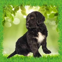 Puss in Boots, a male Golden Mountain Dog for sale in Colorado Springs, CO – Photo 9 of 10