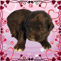 Puss in Boots, a male Golden Mountain Dog for sale in Colorado Springs, CO – Photo 4 of 10