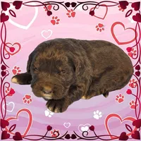 Puss in Boots, a male Golden Mountain Dog for sale in Colorado Springs, CO – Photo 3 of 10