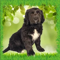 Puss in Boots, a male Golden Mountain Dog for sale in Colorado Springs, CO – Photo 1 of 10
