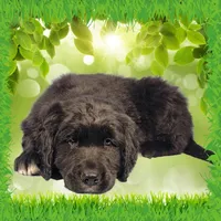 Puss in Boots, a male Golden Mountain Dog for sale in Colorado Springs, CO – Photo 10 of 10