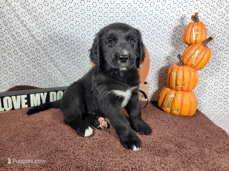 Buzz – Golden Mountain Dog puppy for sale in Colorado Springs, CO