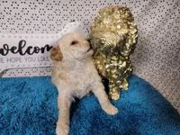 Robin, a male Poodle - Toy  and Miniature Goldendoodle for sale in Colorado Springs, CO – 5 of 10
