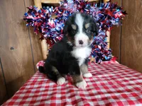 Hector, a male Bernese Mountain Dog for sale in Colorado Springs, CO – 4 of 10