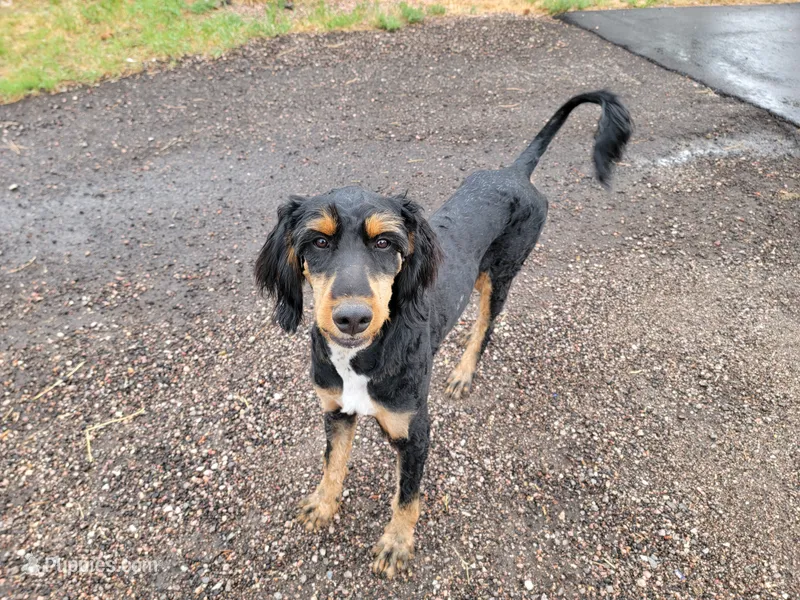 Voodoo – Bernedoodle puppy for sale in Colorado Springs, CO