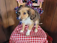 Mini Julia, a female Miniature Bernedoodle for sale in Colorado Springs, CO – 10 of 10