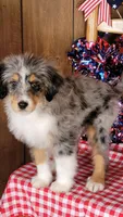 Mini Bob, a male Miniature Bernedoodle for sale in Colorado Springs, CO – 5 of 10