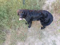 Shrek, a male Golden Mountain Dog for sale in Colorado Springs, CO – 3 of 3