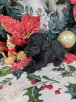 Marley , a male Poodle - Toy  for sale in Colorado Springs, CO – 2 of 10