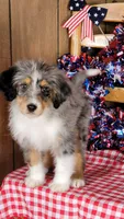 Mini Bob, a male Miniature Bernedoodle for sale in Colorado Springs, CO – 9 of 10