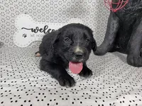 Woody, a male Golden Mountain Dog for sale in Colorado Springs, CO – 4 of 10