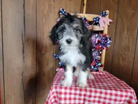 Mini Gene, a male Miniature Bernedoodle for sale in Colorado Springs, CO – 2 of 10