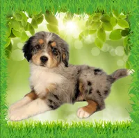 Mini Bob, a male Miniature Bernedoodle for sale in Colorado Springs, CO – 5 of 6