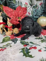 Marley , a male Poodle - Toy  for sale in Colorado Springs, CO – 4 of 10