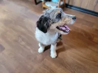 Mini Bob, a male Miniature Bernedoodle for sale in Colorado Springs, CO – 2 of 10