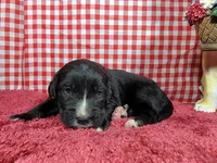 Bo Peep, a female Golden Mountain Dog for sale in Colorado Springs, CO – 5 of 10