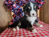 Hector, a male Bernese Mountain Dog for sale in Colorado Springs, CO – 9 of 10