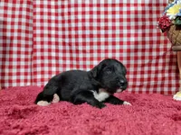 Trixie, a female Golden Mountain Dog for sale in Colorado Springs, CO – 3 of 10