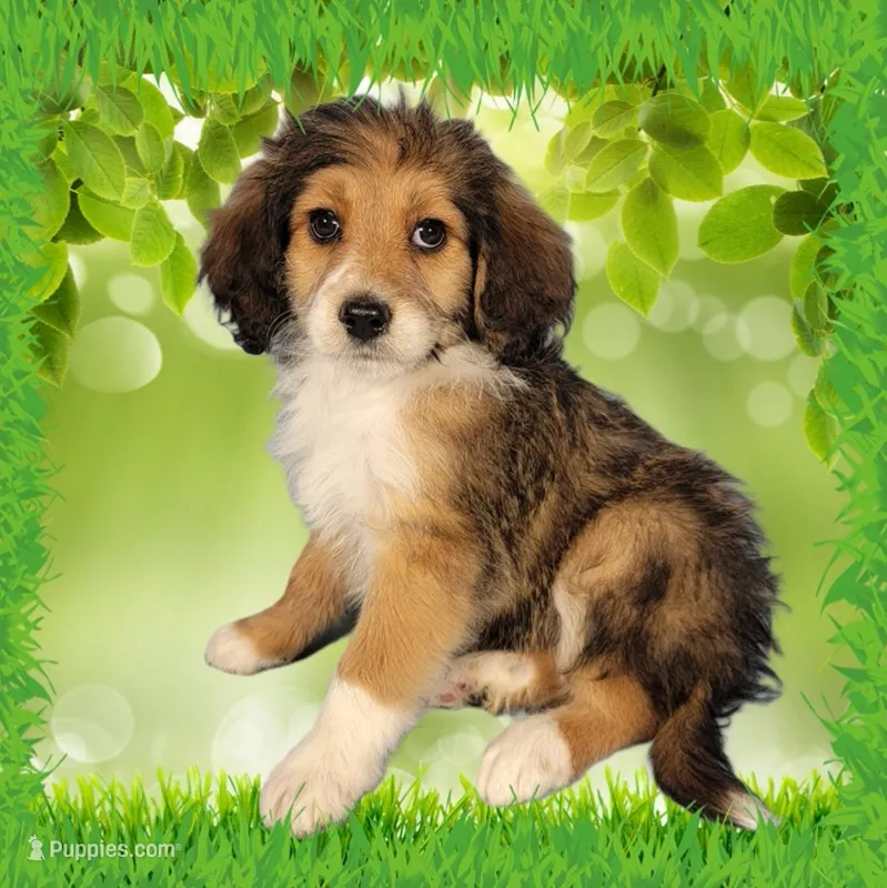 Mini Julia – Miniature Bernedoodle puppy for sale in Colorado Springs, CO