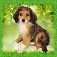 Mini Julia, a female Miniature Bernedoodle for sale in Colorado Springs, CO – 1 of 10