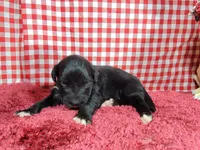 Trixie, a female Golden Mountain Dog for sale in Colorado Springs, CO – 5 of 10