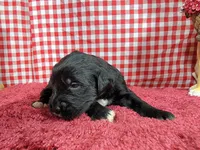 Gabby Gabby, a female Golden Mountain Dog for sale in Colorado Springs, CO – 4 of 10