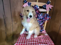 Mini Linda, a female Miniature Bernedoodle for sale in Colorado Springs, CO – 3 of 10