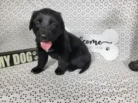Hamm, a male Golden Mountain Dog for sale in Colorado Springs, CO – 3 of 10