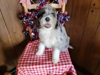 Mini Louise, a female Miniature Bernedoodle for sale in Colorado Springs, CO – 2 of 10