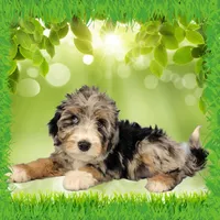 Mini Tina, a female Miniature Bernedoodle for sale in Colorado Springs, CO – 9 of 10