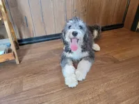 Mini Gene, a male Miniature Bernedoodle for sale in Colorado Springs, CO – 10 of 10