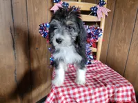 Mini Gene, a male Miniature Bernedoodle for sale in Colorado Springs, CO – 4 of 10