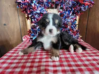 Achilles , a male Bernese Mountain Dog for sale in Colorado Springs, CO – 5 of 10