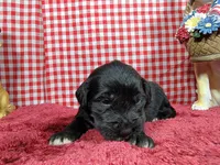 Gabby Gabby, a female Golden Mountain Dog for sale in Colorado Springs, CO – 3 of 10