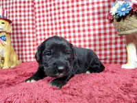 Gabby Gabby, a female Golden Mountain Dog for sale in Colorado Springs, CO – 7 of 10