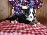 Helen, a female Bernese Mountain Dog for sale in Colorado Springs, CO – 4 of 10
