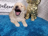 Robin, a male Poodle - Toy  and Miniature Goldendoodle for sale in Colorado Springs, CO – 4 of 10