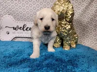 Batman, a male Poodle - Toy  and Miniature Goldendoodle for sale in Colorado Springs, CO – 10 of 10