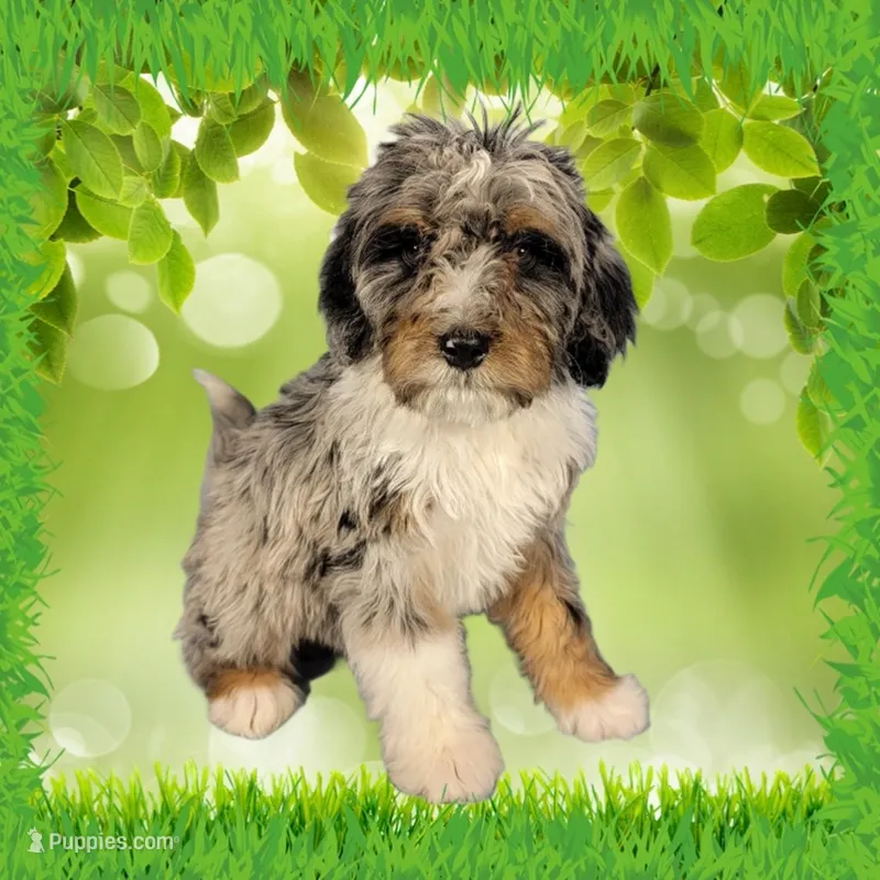 Mini Teddy – Miniature Bernedoodle puppy for sale in Colorado Springs, CO