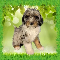 Mini Teddy, a male Miniature Bernedoodle for sale in Colorado Springs, CO – 1 of 6