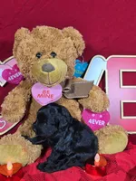 Pez, a male Poodle - Toy  and Bernedoodle for sale in Colorado Springs, CO – Photo 2 of 4