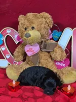 Pez, a male Poodle - Toy  and Bernedoodle for sale in Colorado Springs, CO – Photo 4 of 4